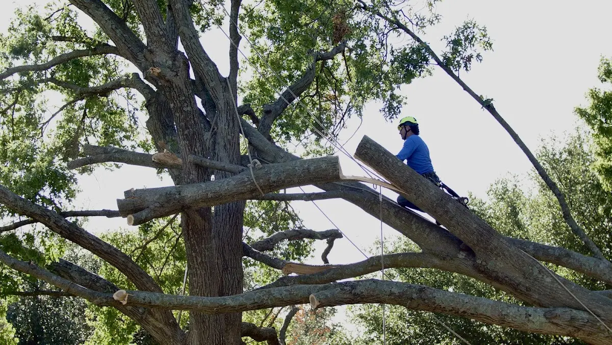 Professional Crown Thinning performed by certified arborists in Talmage