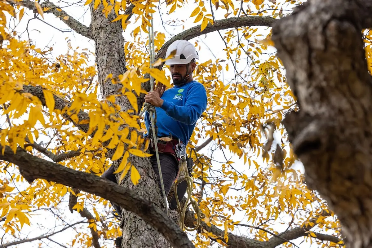 Skilled Tree Trimming crew working in Talmage